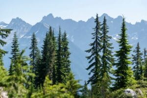 Pine trees with distant mountain ridge